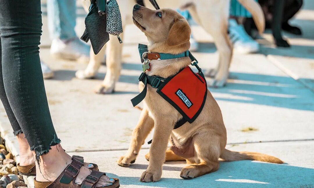 Service Dogs for Those with Hearing Loss